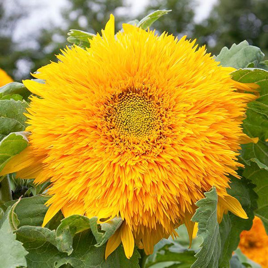 Sunflower Goldy Double Seeds